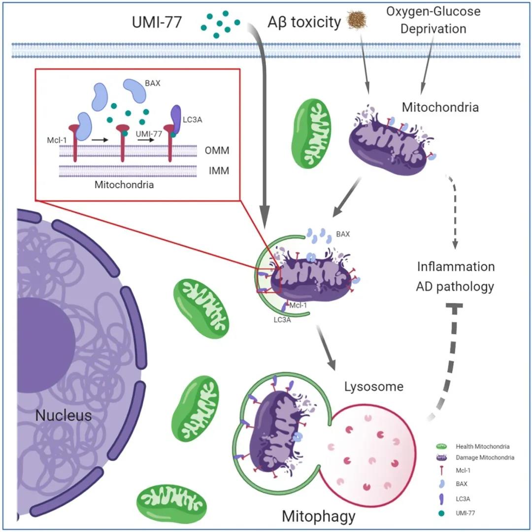 夏宏光课题组nature communications发文发现靶向mcl-1蛋白诱导线粒体