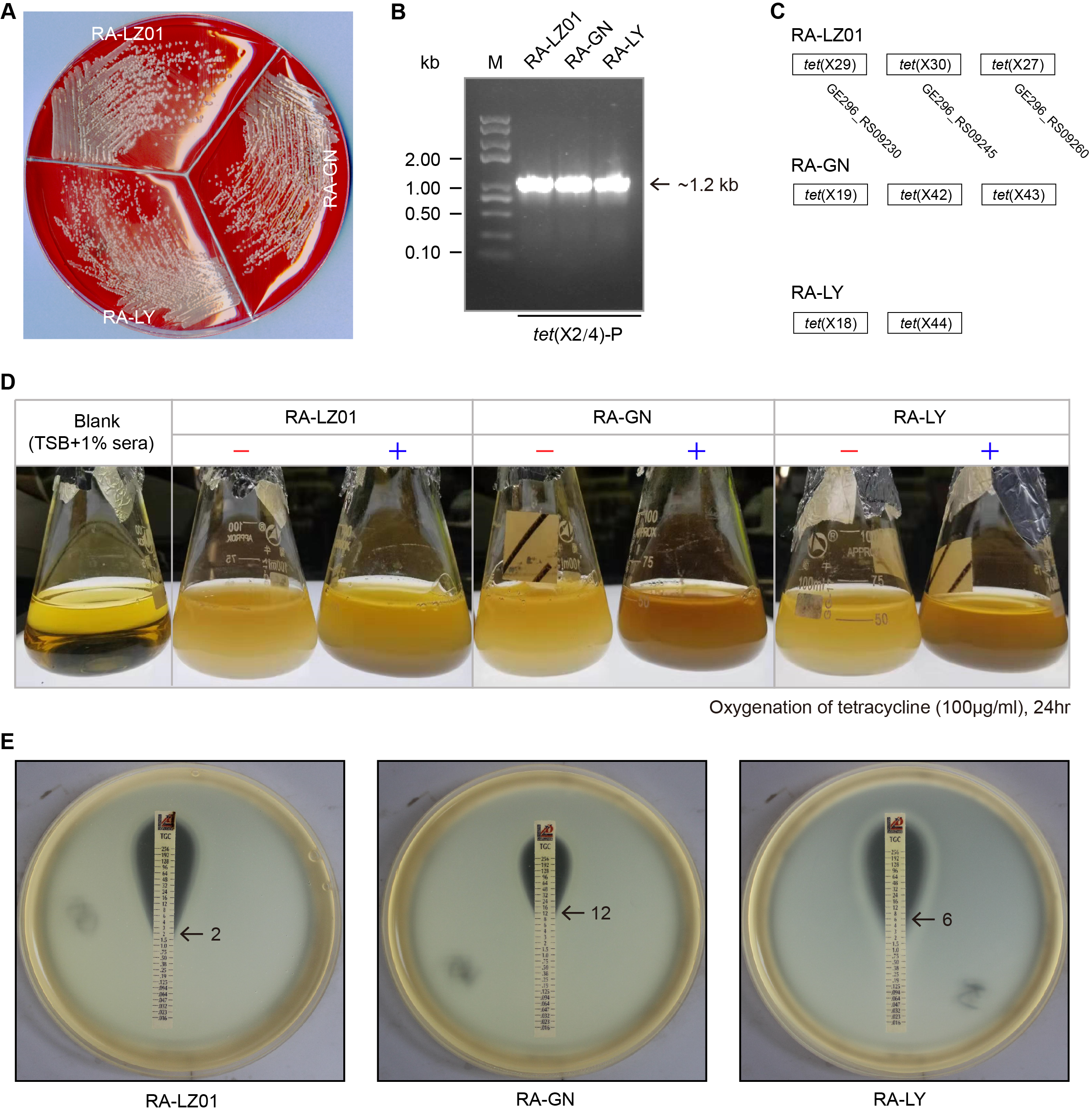 冯友军课题组在environ microbiol发表研究论文,在tet(x)替加环素耐药