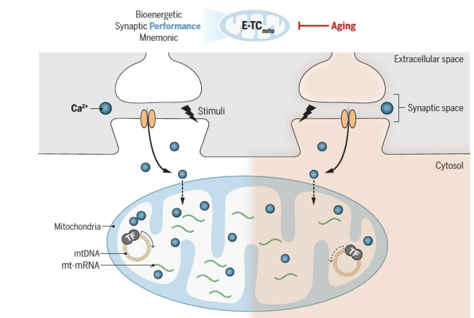 Fueling the aging brain