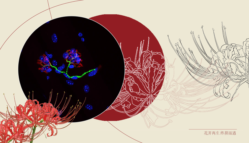 file.php?cmd=download&id=3091066