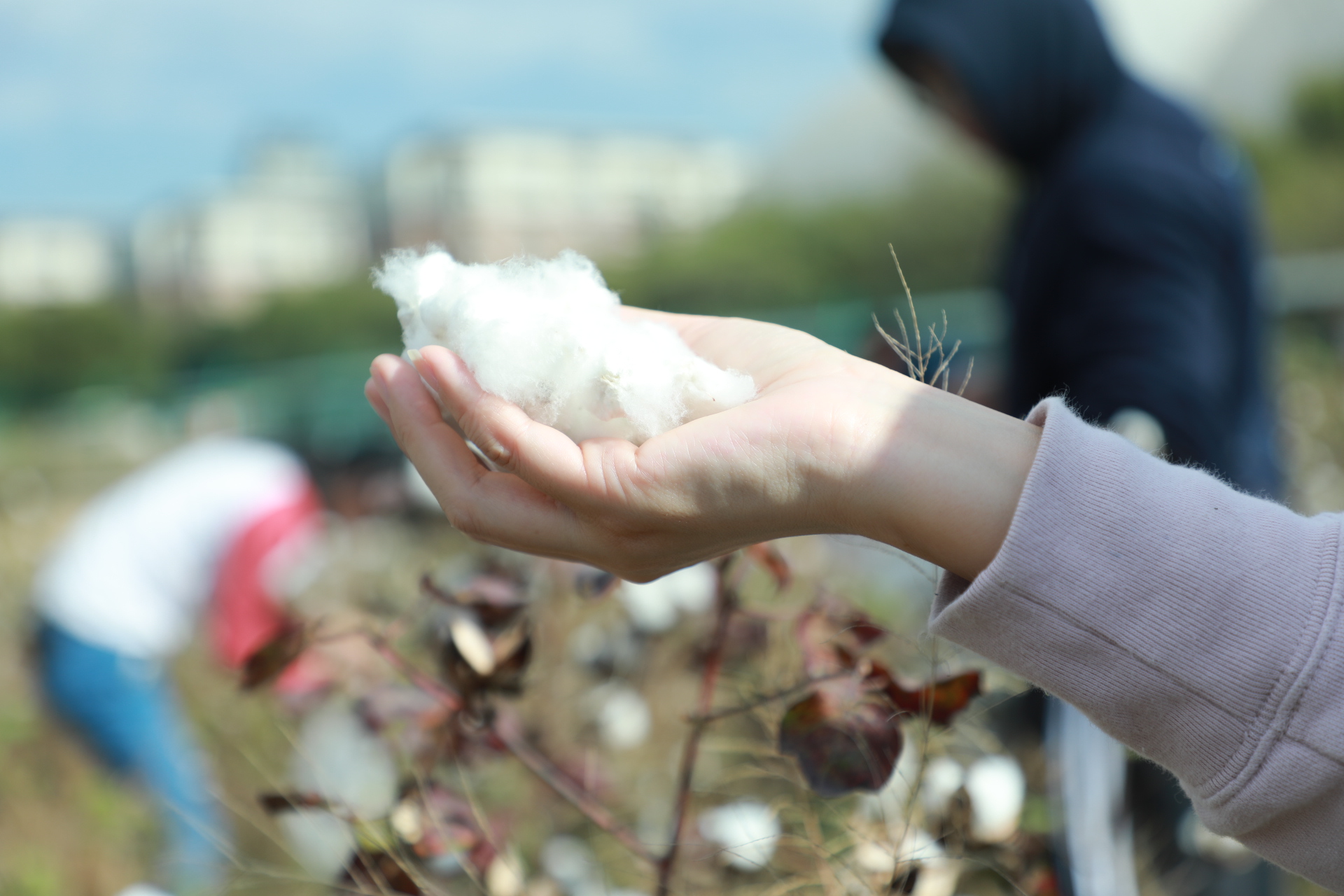农业试验站直属党总支开展摘棉花劳作体验活动