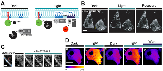 2016.05.17 许迎科实验室报道_XU.png
