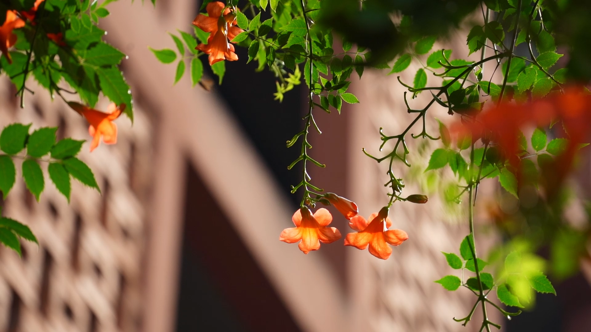 Flower blossoms...