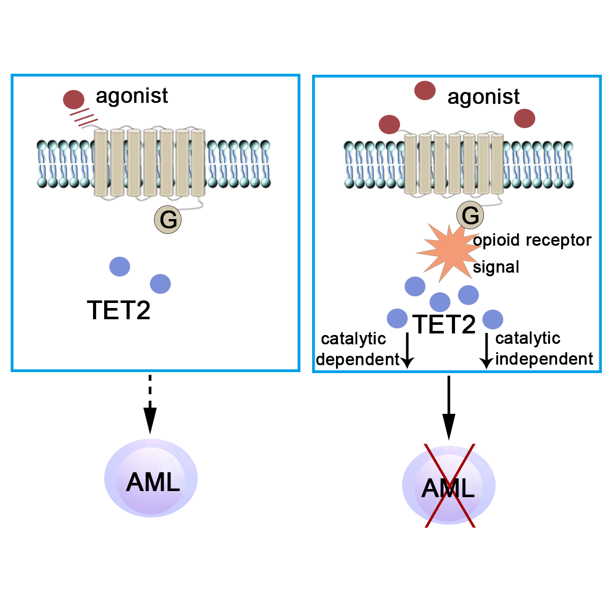 蒋晞课题组cellreports发文揭示阿片受体激动剂调控白血病表观遗传学