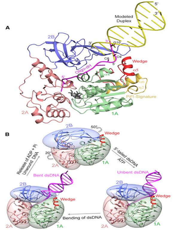 SONGHAIWEI-CELL REP.jpg