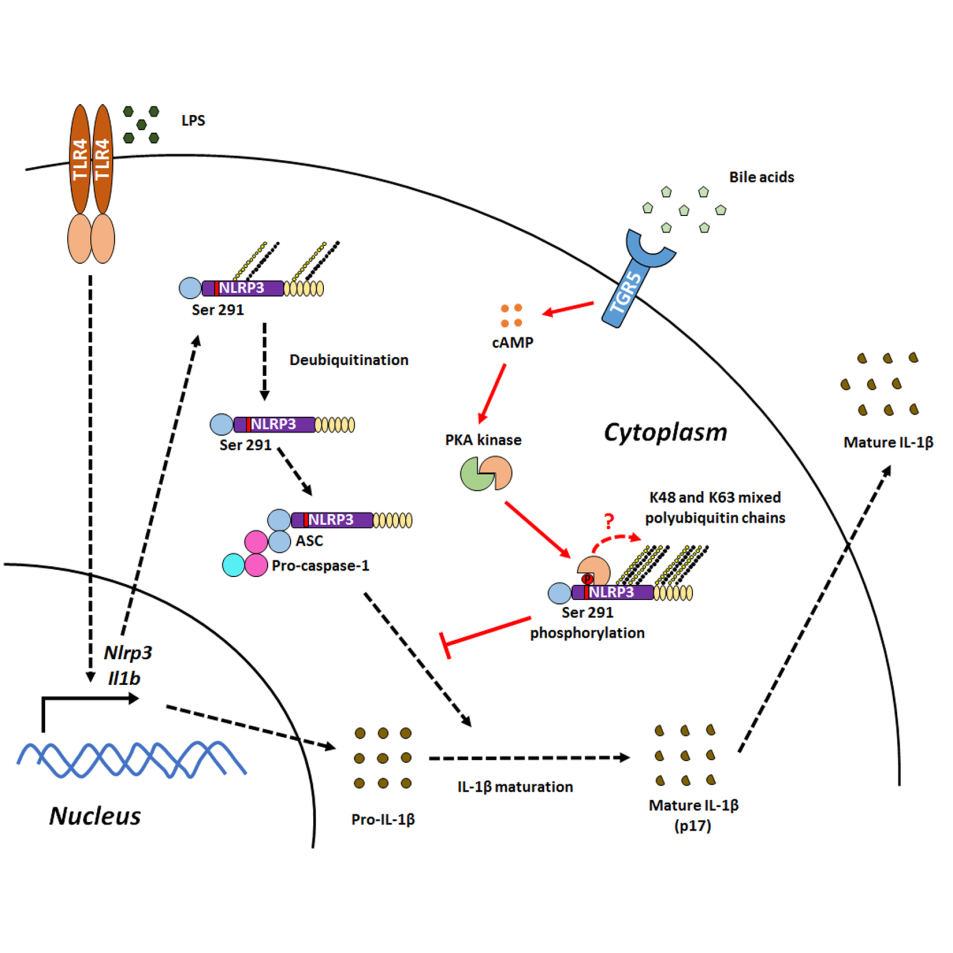 file.php?cmd=download&id=3041697