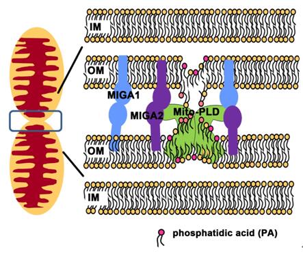 News-20151118-佟超-Mol Cell.jpg