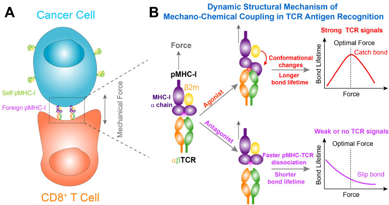 Cell dynamics. Cell dynamics. Stem cell technology logotype. Ips клетки. Паразит контроль разума комиксы.