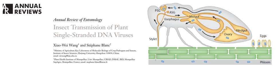 Insect transmission of plant single-stranded DNA viruses