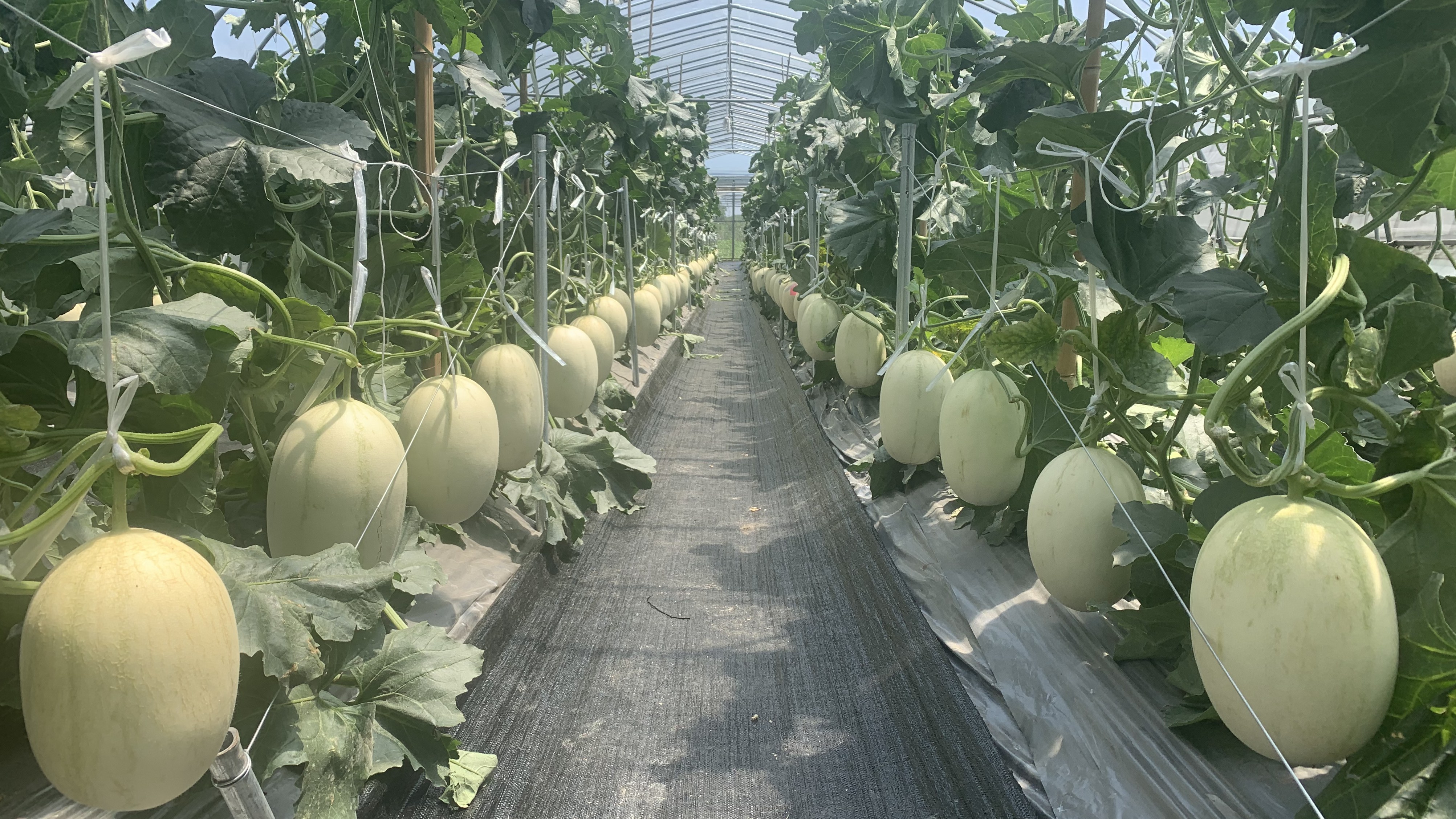 农学院教师自主育成4个西甜瓜新品种获"浙江十大优秀西甜瓜品种"称号