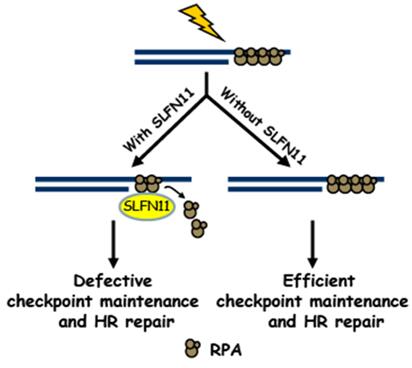 file.php?cmd=download&id=2797850