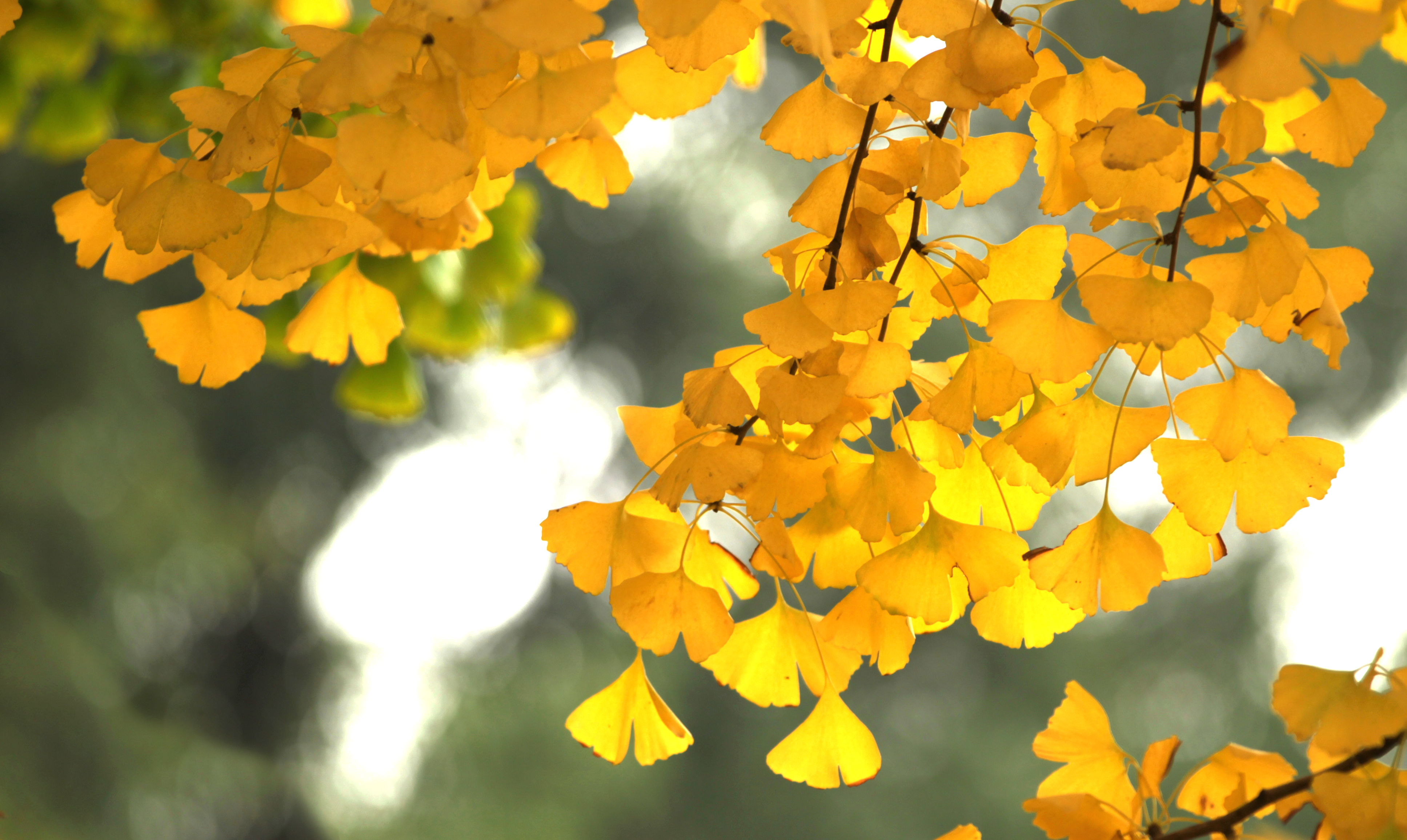 科学封面(第40期)丨270000000年了,银杏为什么没有灭绝?