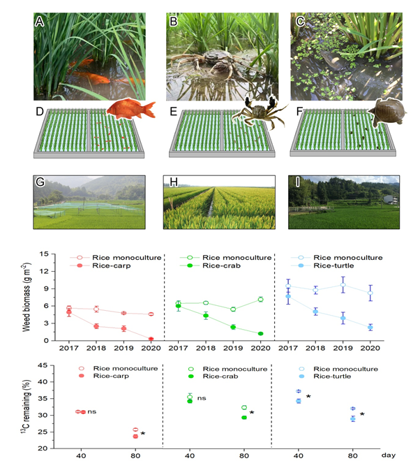 生科院生态所陈欣唐建军实验室在elife上发表稻鱼共生系统的论文